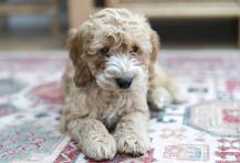 Other Breeds