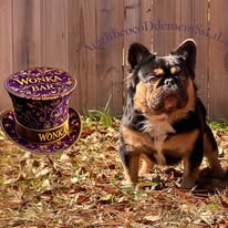 French Bulldogs