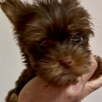 Yorkshire Terriers